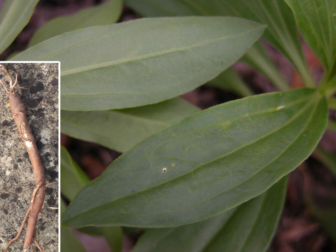 Soapwort leaf